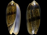 Oliva miniacea