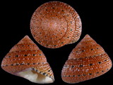 Clanculus puniceus