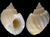 Scalptia crenifera