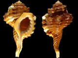 Cymatium cynocephalum