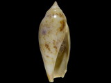 Variation216655