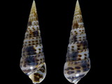 Pyramidella acus