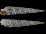 Duplicaria duplicata patmartii