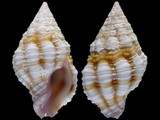 Variation416672