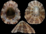 Variation116678