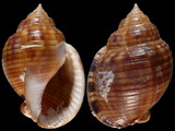 Phalium undulatum