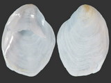 Crepidula unguiformis