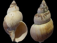 Neobuccinum eatoni