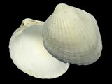 Fragum erugatum