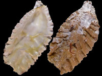 Variation216765