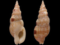 Variation116785