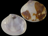 Variation416803