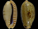 Cypraea caurica