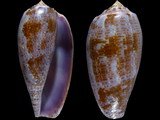 Conus tulipa