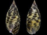 Variation216821