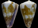 Conus rattus