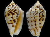 Variation416842