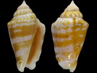 Conomurex coniformis