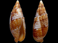 Strigatella imperialis