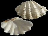 Tridacna maxima