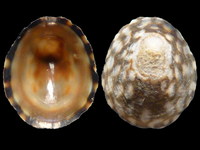 Variation316879