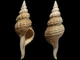 Fusinus novaehollandiae