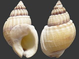 Variation416914
