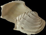 Variation216944