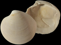 Variation216949