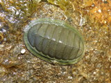 Chiton glaucus