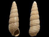 Variation316974