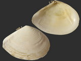 Variation416984