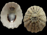 Variation416989