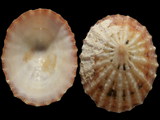 Scutellastra peronii