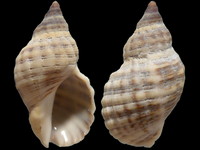 Agnewia tritoniformis