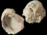 Variation217062