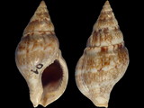 Buccinulum corneum