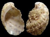 Variation217121