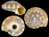 Variation317151
