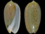 Oliva tigrina