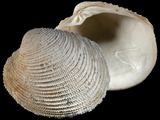 Antigona chemnitzii