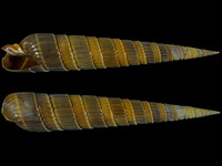Duplicaria duplicata magnifica