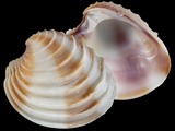 Variation11728
