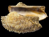 Variation3173