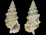 Cerithium echinatum