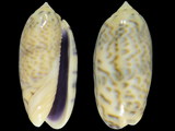 Oliva caerulea