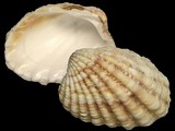 Megacardita turgida