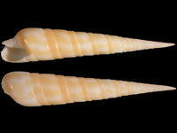 Oxymeris dimidiata f. pallida