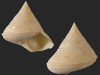 Calliostoma granulatum