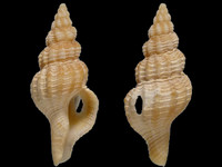 Fusinus pulchellus